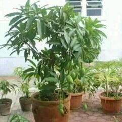 Grafted baramasi mango plant for pot