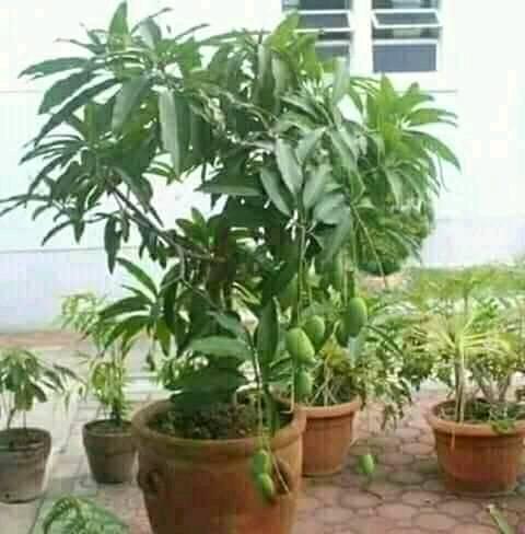 Grafted baramasi mango plant - Bonsai Plants Nursery