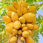 Deshi papaya plant