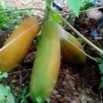 Dwarf papaya plant