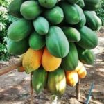 Haybrid papaya plant