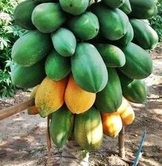 Buy papaya live plant for indoor
