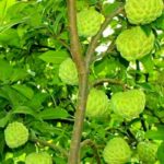 Grafted Custard apple sharifa live plant
