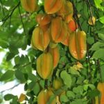 Dwarf starfruit live plant