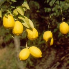 Galgal lemon plant for pot