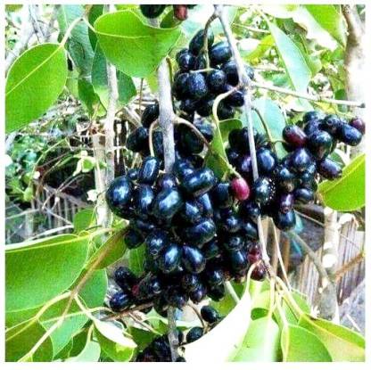 indian blackberry fruit tree