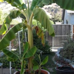 Banana live plant for home and garden