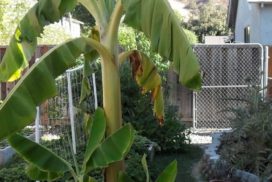 Banana live plant for home and garden