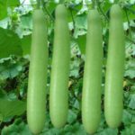 F1 Hybrid Bottle Ground Seeds – Pack of 15 seeds