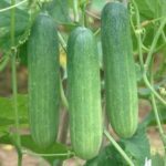 Hybrid Cucumber seeds – pack of 10 seeds