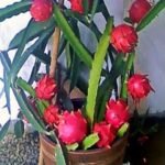 Dragon fruit live plant for pot