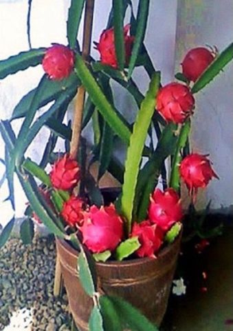 dragon fruit plant growth stages