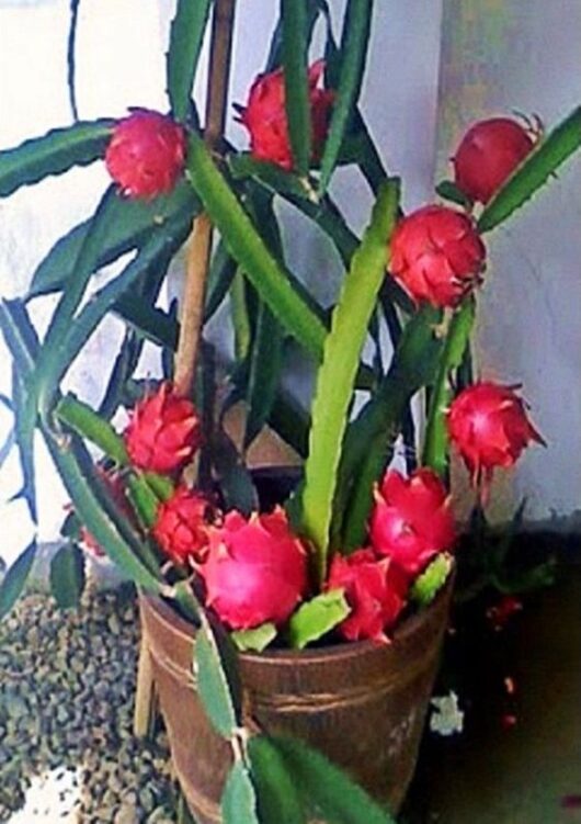 Dragon fruit live plant at bonsai plants nursery