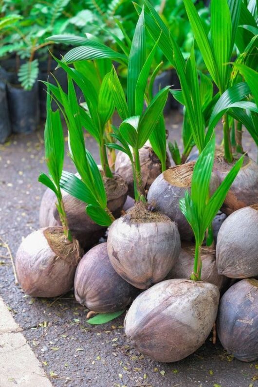 Hybrid coconut live plant for home and garden in India