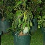 Grafted baramasi mango for pot and garden