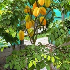 Grafted star fruit plant for pot