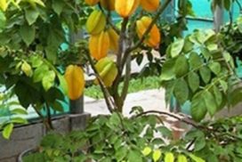 Grafted star fruit plant for pot