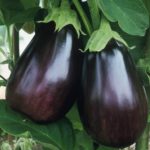 F1 Hybrid Brinjal  Seeds – pack of 30 seeds