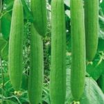F1 Hybrid Sponge Gourd Seeds – pack of 10 seeds