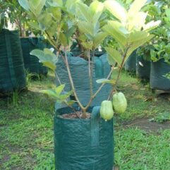 Taiwan pink guava plant for home garden