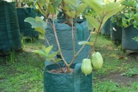 Taiwan pink guava plant for home garden