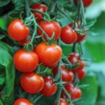 Tomato F1 Hybrid Magic (CG-24)   Seeds – pack of 10 seeds