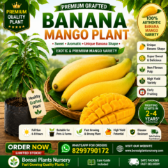 banana_mango_plant