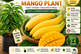 banana_mango_plant