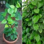 Banarsi Paan Live Plant – Paan Ki Bel