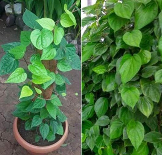 Banarsi paan live plant for home garden