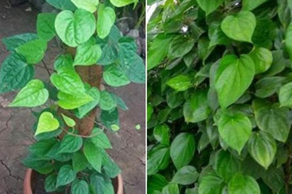 Banarsi paan live plant for home garden