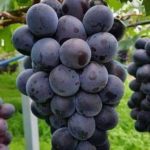 Hybrid Black grapes grafted seedless live plant