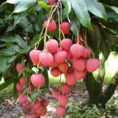 Dwarf lychee live plant for home garden in india