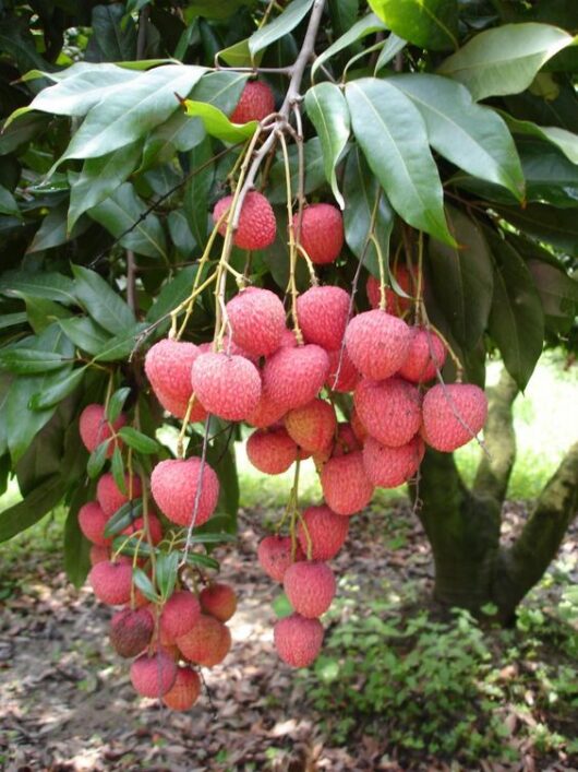Dwarf lychee live plant for home garden in india
