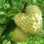Grafted sitafal plant online