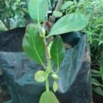 Jackfruit for home and garden