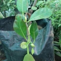jackfruit plant for home and garden