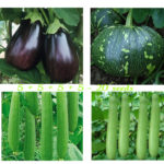 Super Combo of Hybrid Vegetable seeds – pack of 20 seeds