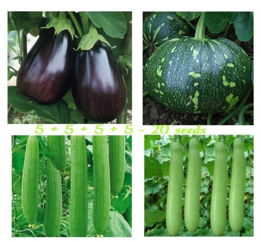 buy best quality vegetable seeds