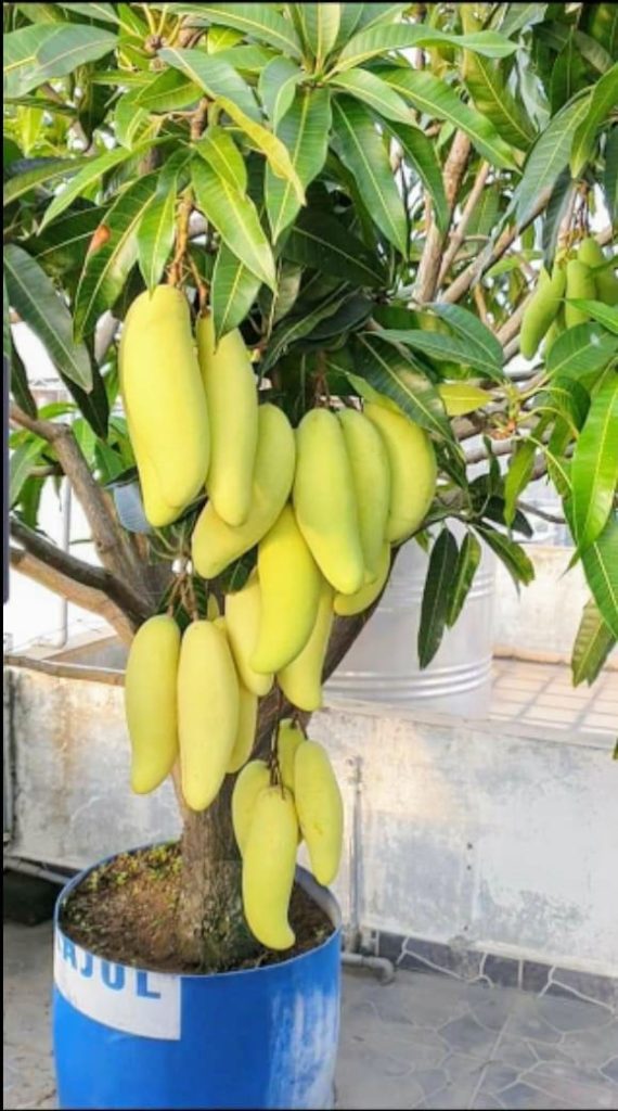 Buy R E Mango Fruit Trees Grafted Or Seedling Mangifera Indica | My XXX ...