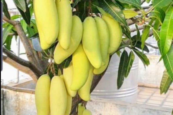 Grafted mango for pot