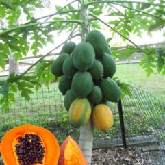 Papaya live plant for outdoor gardening