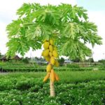 Hybrid Papaya plant for Pot and garden