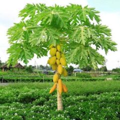 Papaya live plant for home garden
