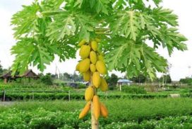 Papaya live plant for home garden