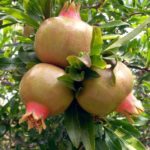 Pomegranate live plant for garden buy online