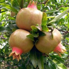 Pomegranate live plant for home and garden