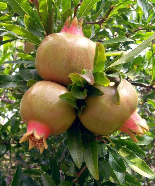 Pomegranate live plant for home and garden