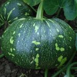 F1 Hybrid Pumpkin Seeds – pack of 10 seeds