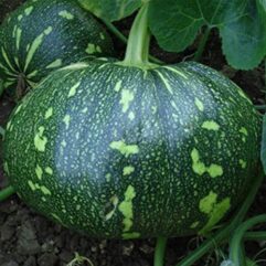 F1 hybrid pumpkin seeds online